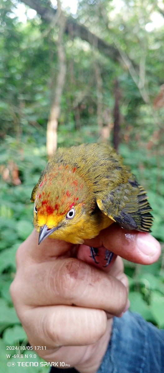 Wire-tailed Manakin - ML624664321