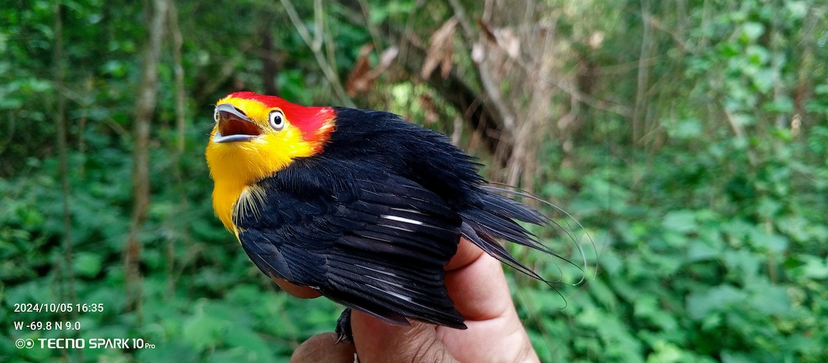 Wire-tailed Manakin - ML624664322