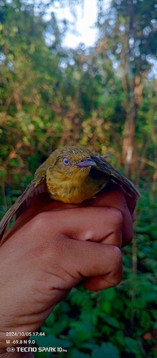 Wire-tailed Manakin - ML624664323