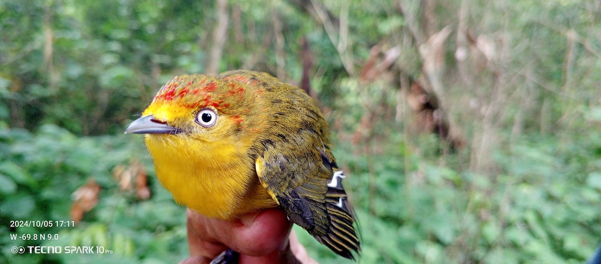 Wire-tailed Manakin - ML624664325