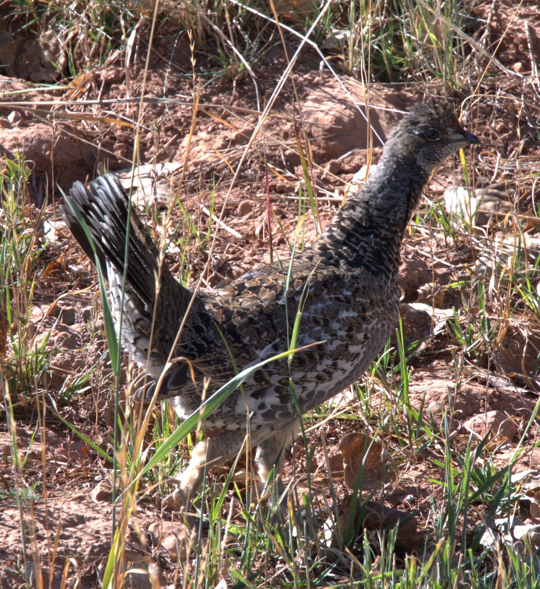 Dusky Grouse - ML624664386