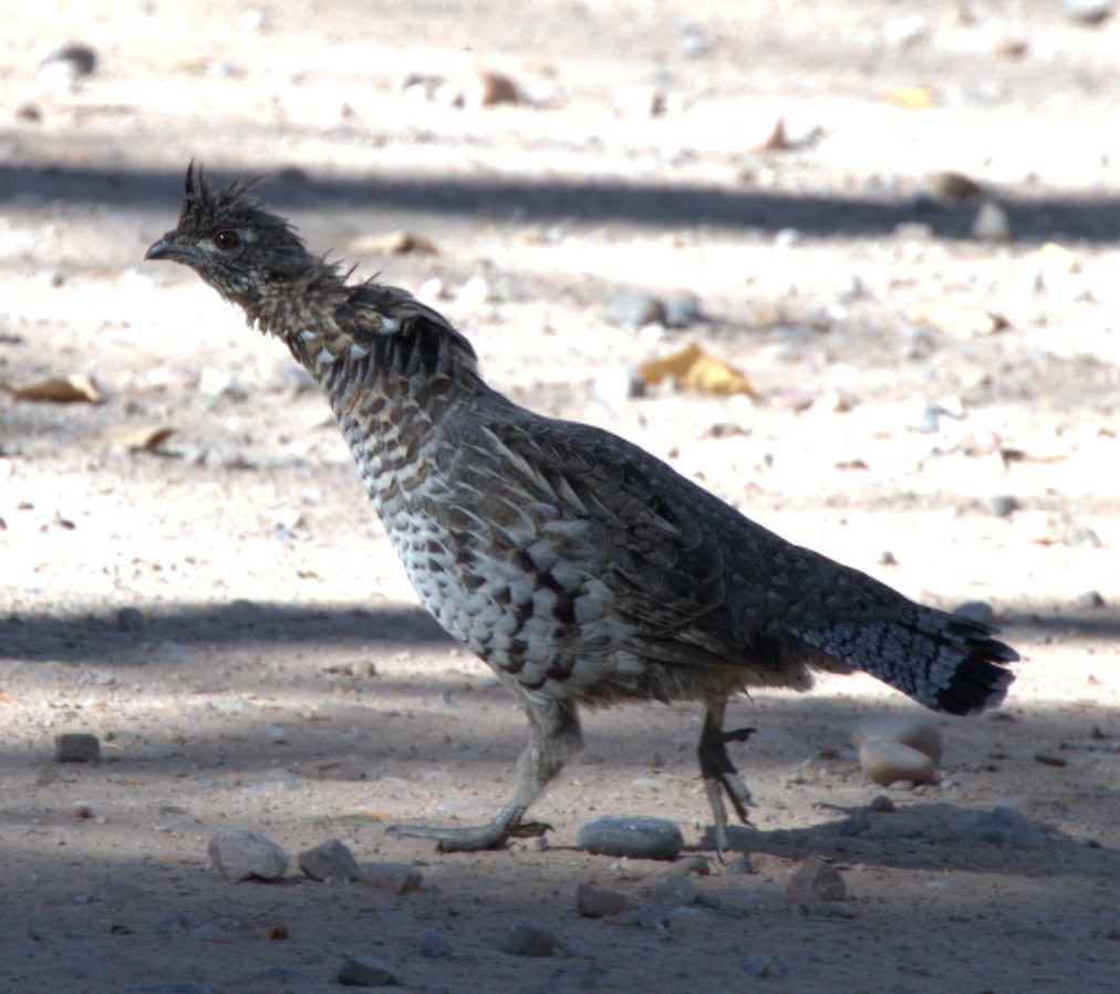 Ruffed Grouse - ML624664392