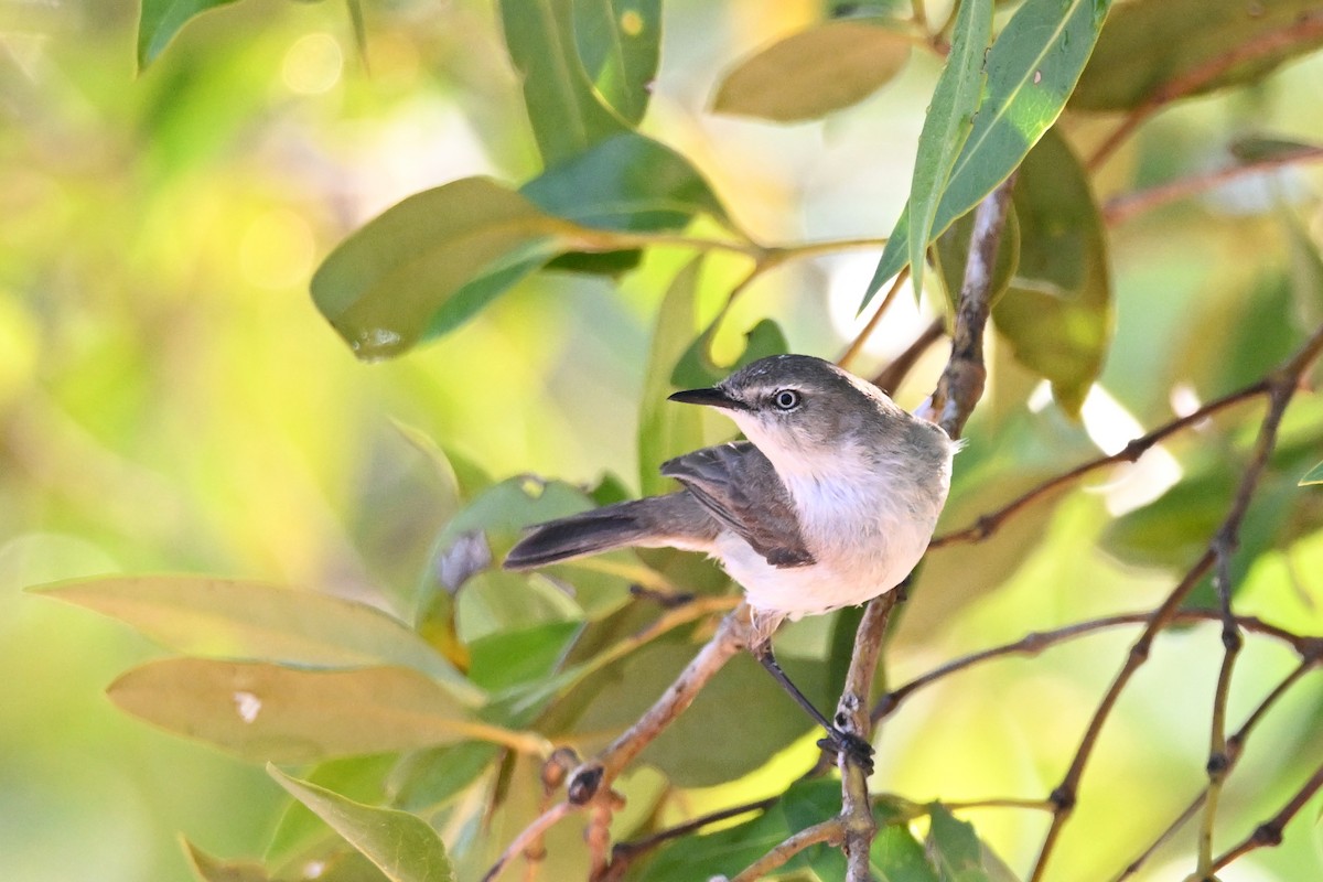 Dusky Gerygone - ML624664418