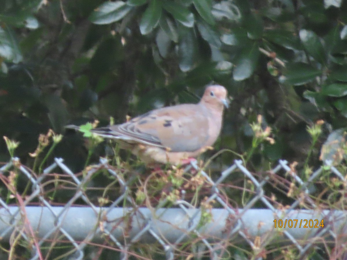 Mourning Dove - Susan Leake