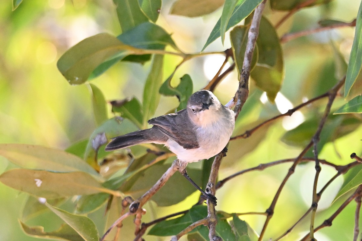 Dusky Gerygone - ML624664430