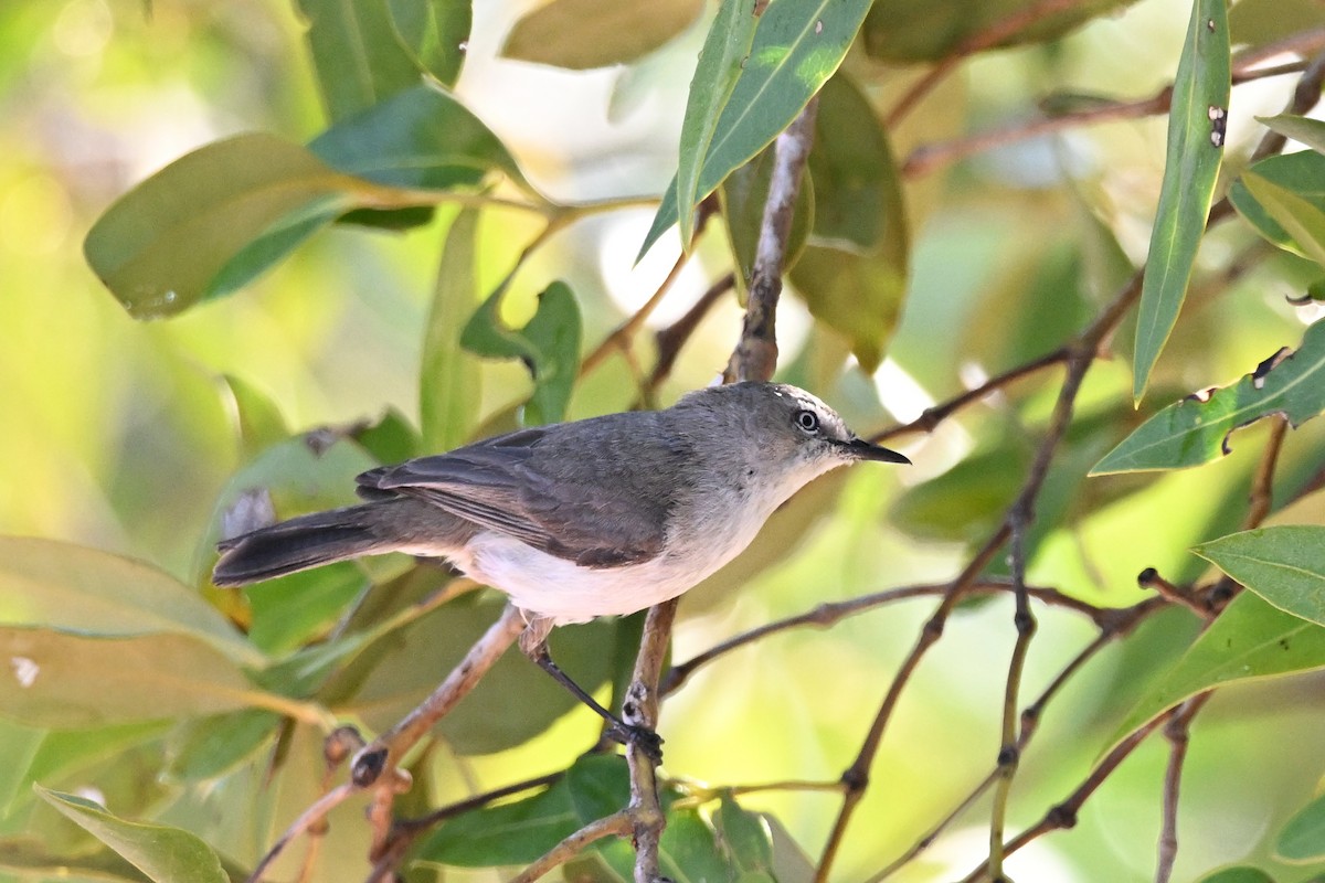 Dusky Gerygone - ML624664434