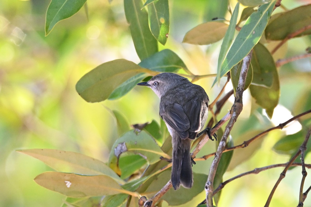 Dusky Gerygone - ML624664455