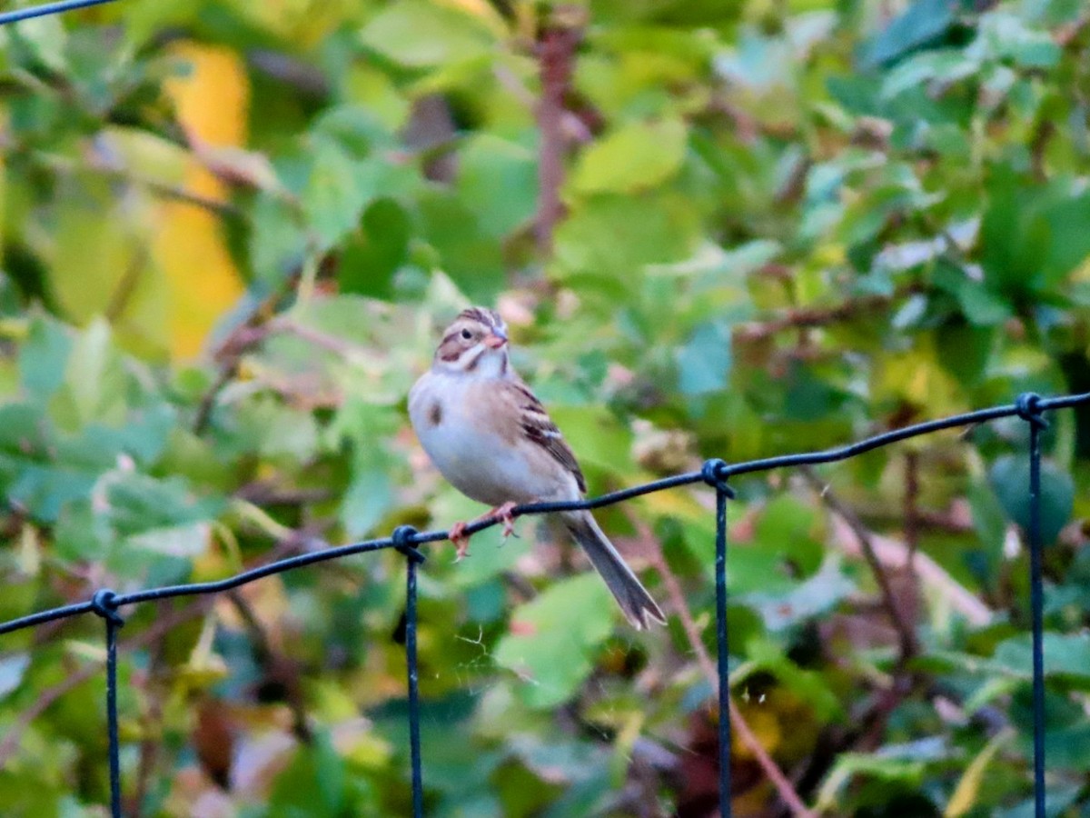 Clay-colored Sparrow - ML624664590