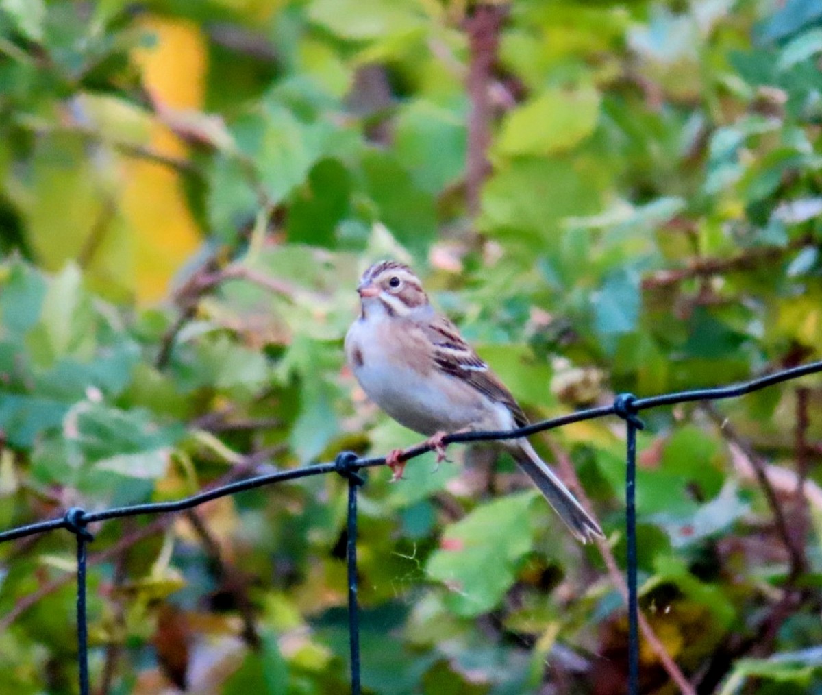 Clay-colored Sparrow - ML624664591