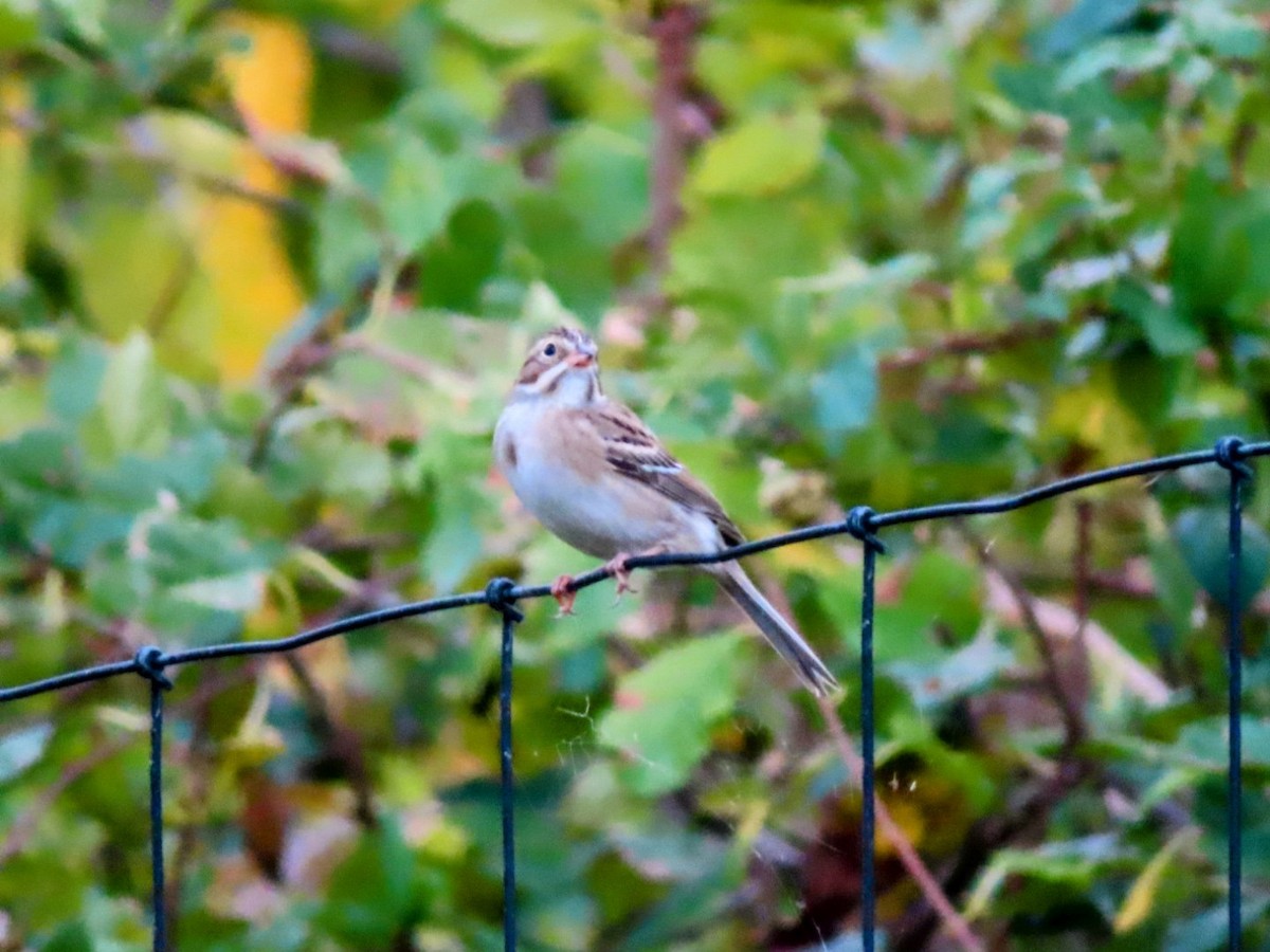 Clay-colored Sparrow - ML624664592