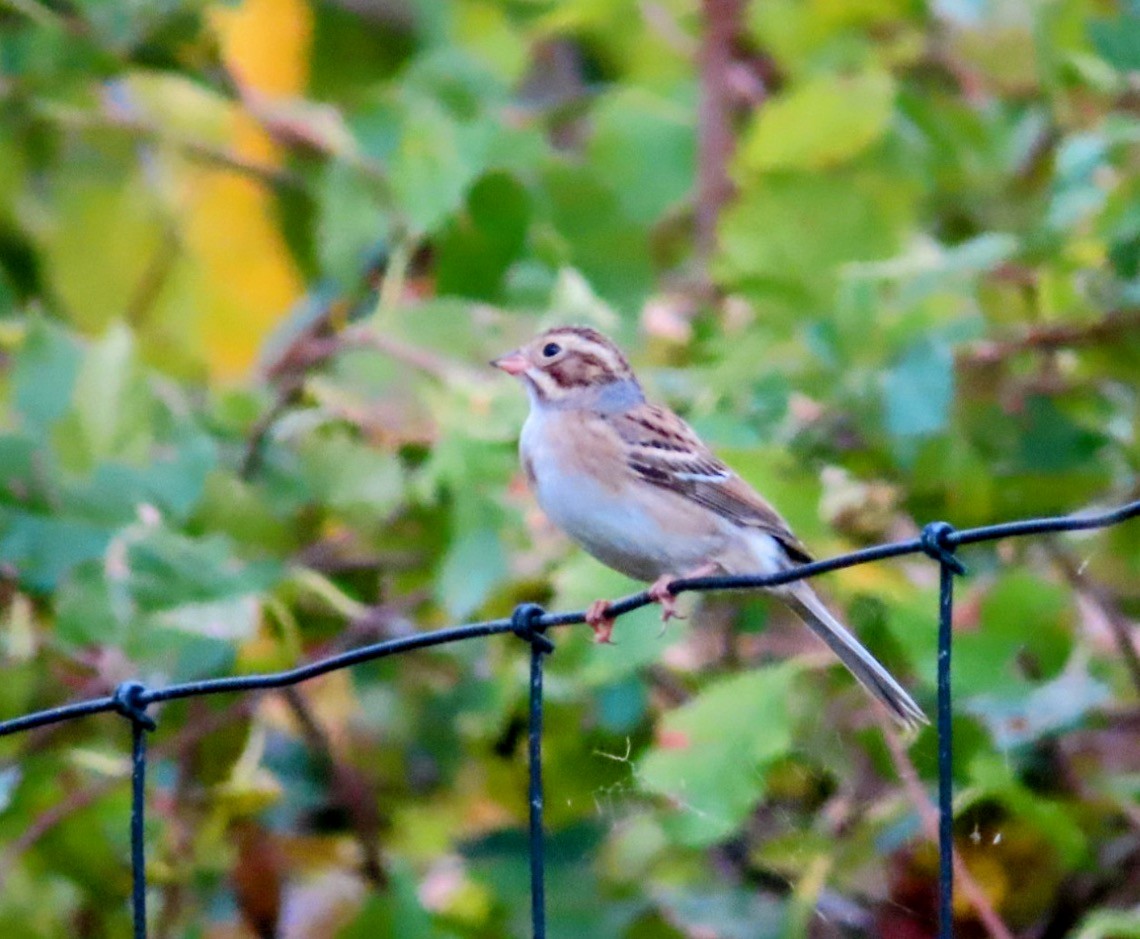Clay-colored Sparrow - ML624664593