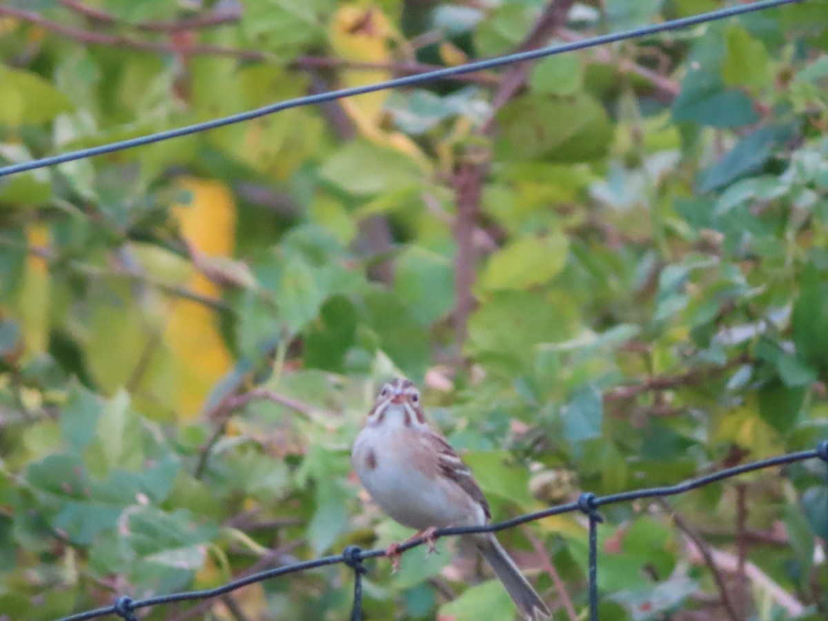 Clay-colored Sparrow - ML624664594