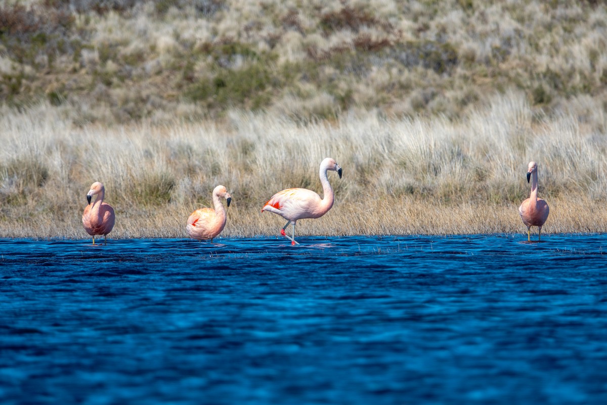 Chilean Flamingo - ML624664619
