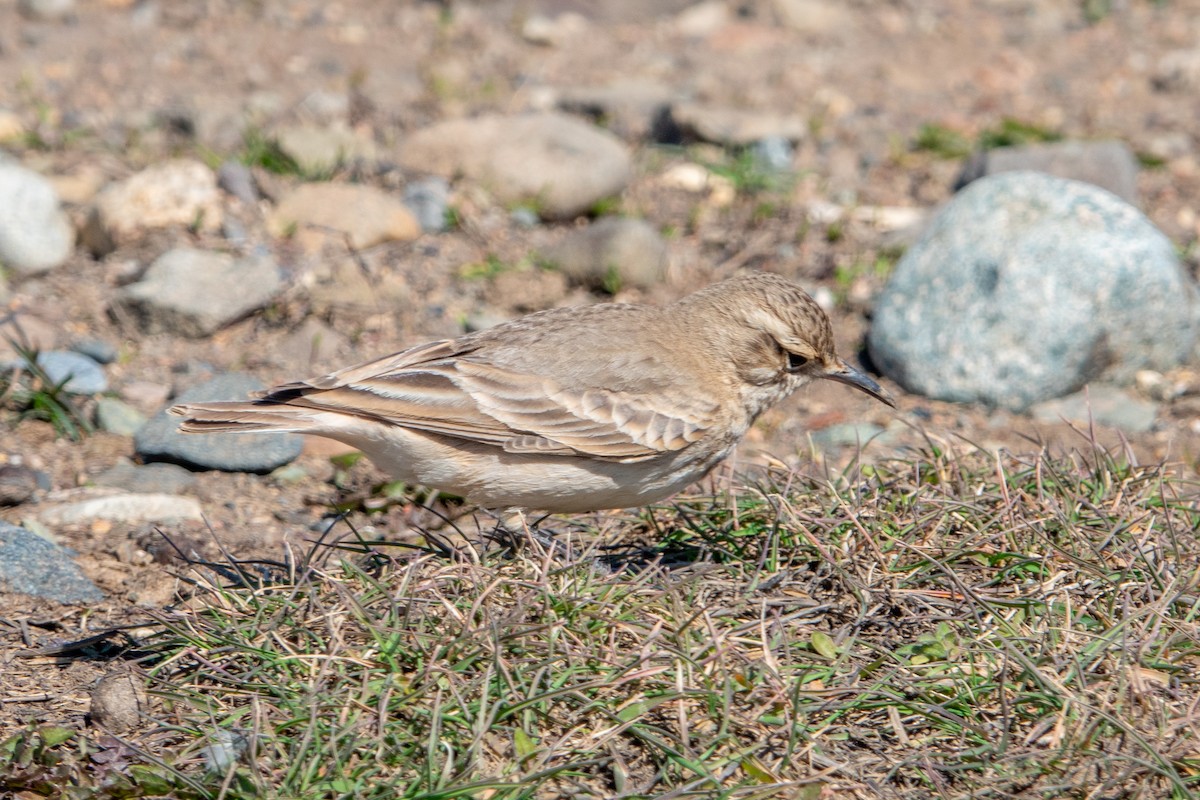 Common Miner - ML624664640
