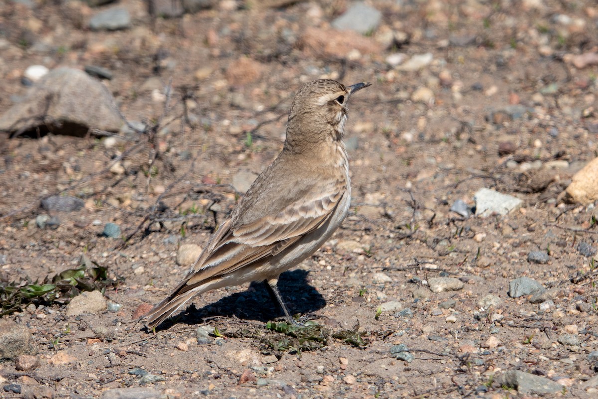 Common Miner - ML624664643