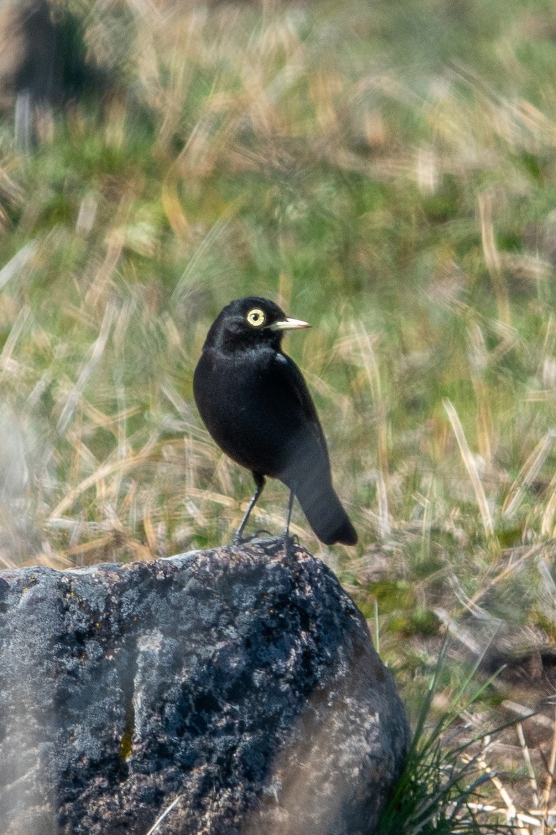 Spectacled Tyrant - ML624664649