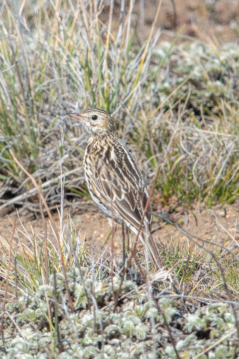 Correndera Pipit - ML624664656