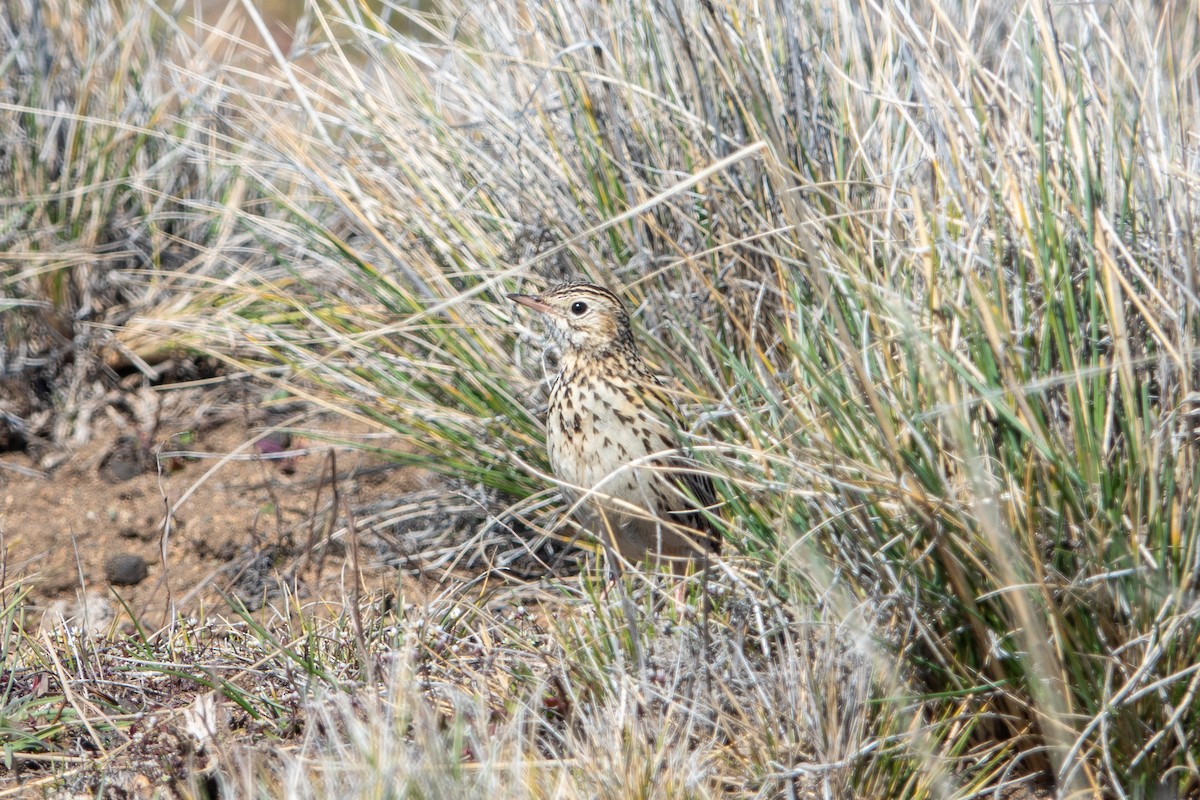Correndera Pipit - ML624664657