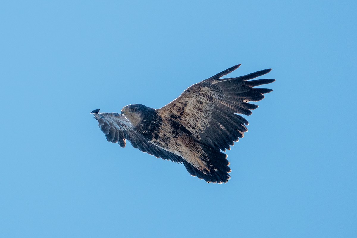 Black-chested Buzzard-Eagle - ML624664694