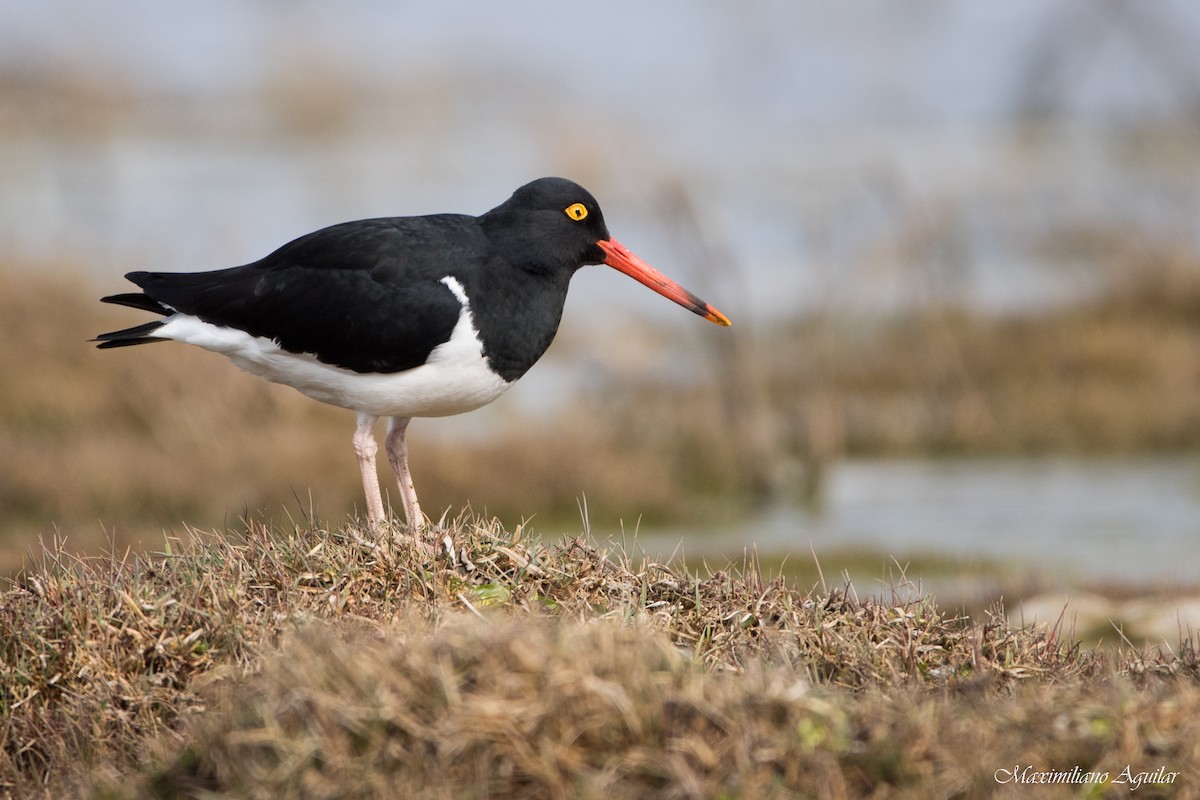 Magellanic Oystercatcher - ML624664808