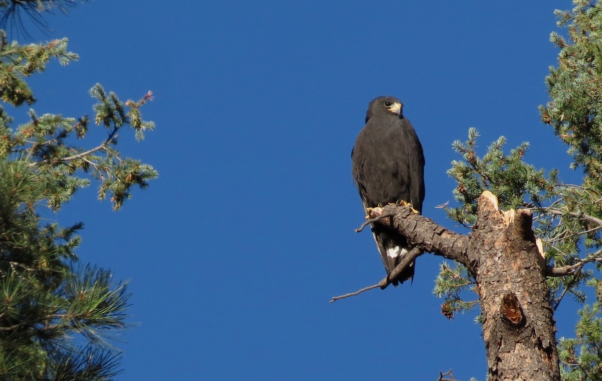 Zone-tailed Hawk - ML62466481