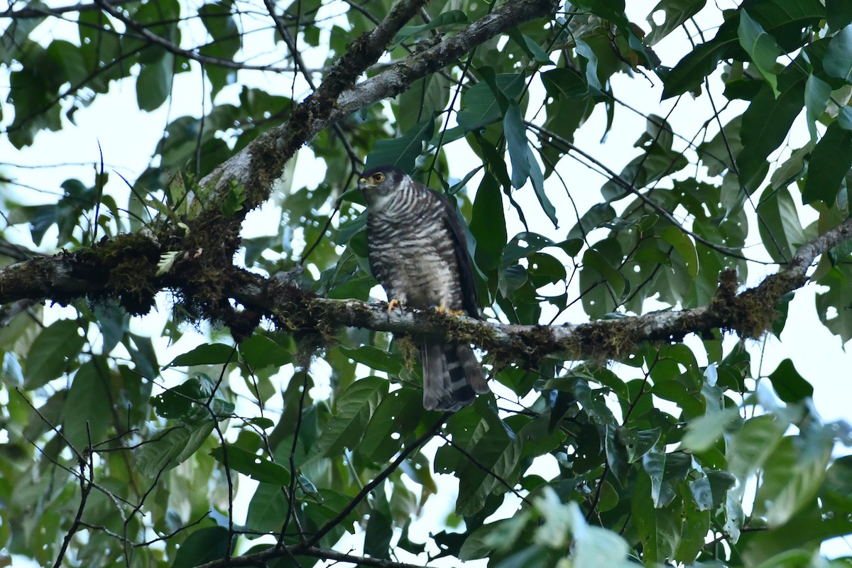 Semicollared Hawk - ML624664881