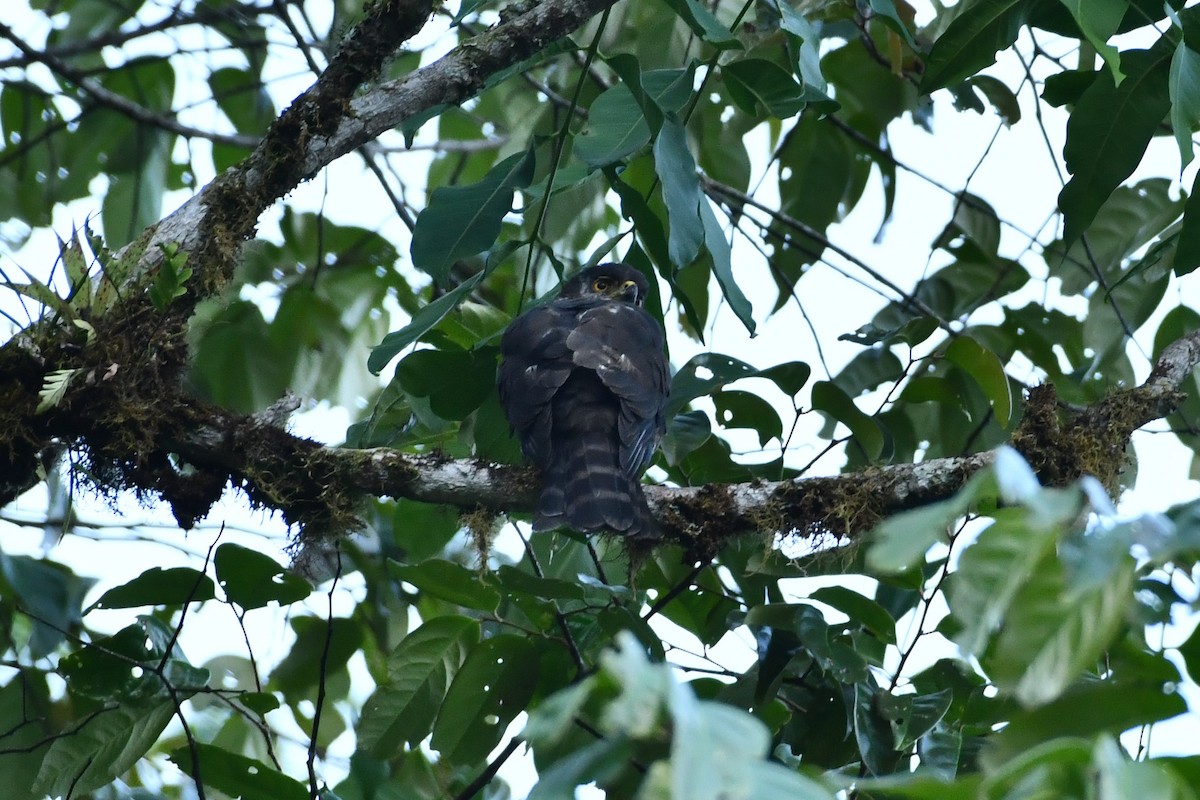 Semicollared Hawk - ML624664890