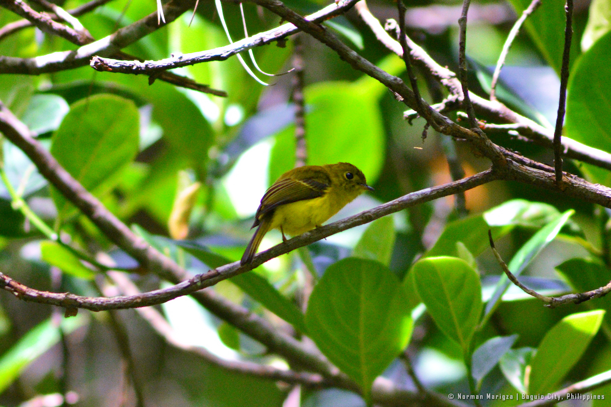 Gobemoustique canari - ML624665066