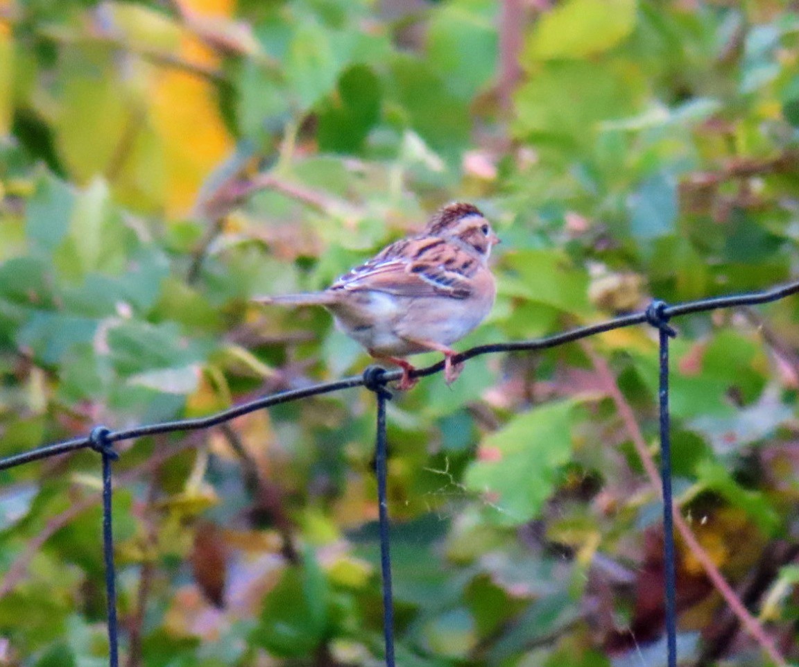 Clay-colored Sparrow - ML624665070