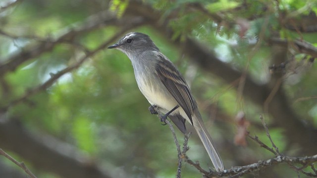 Marañon Tyrannulet - ML624665079