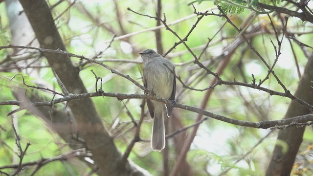Marañon Tyrannulet - ML624665081