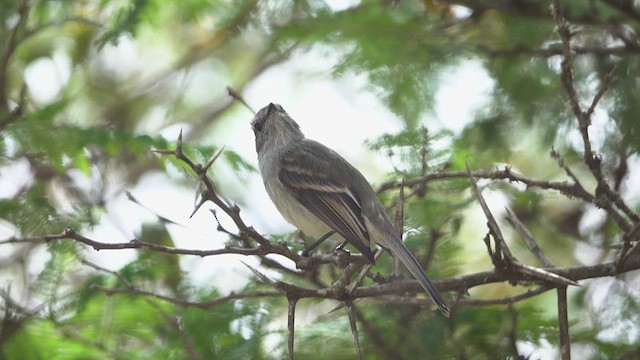 Marañon Tyrannulet - ML624665086