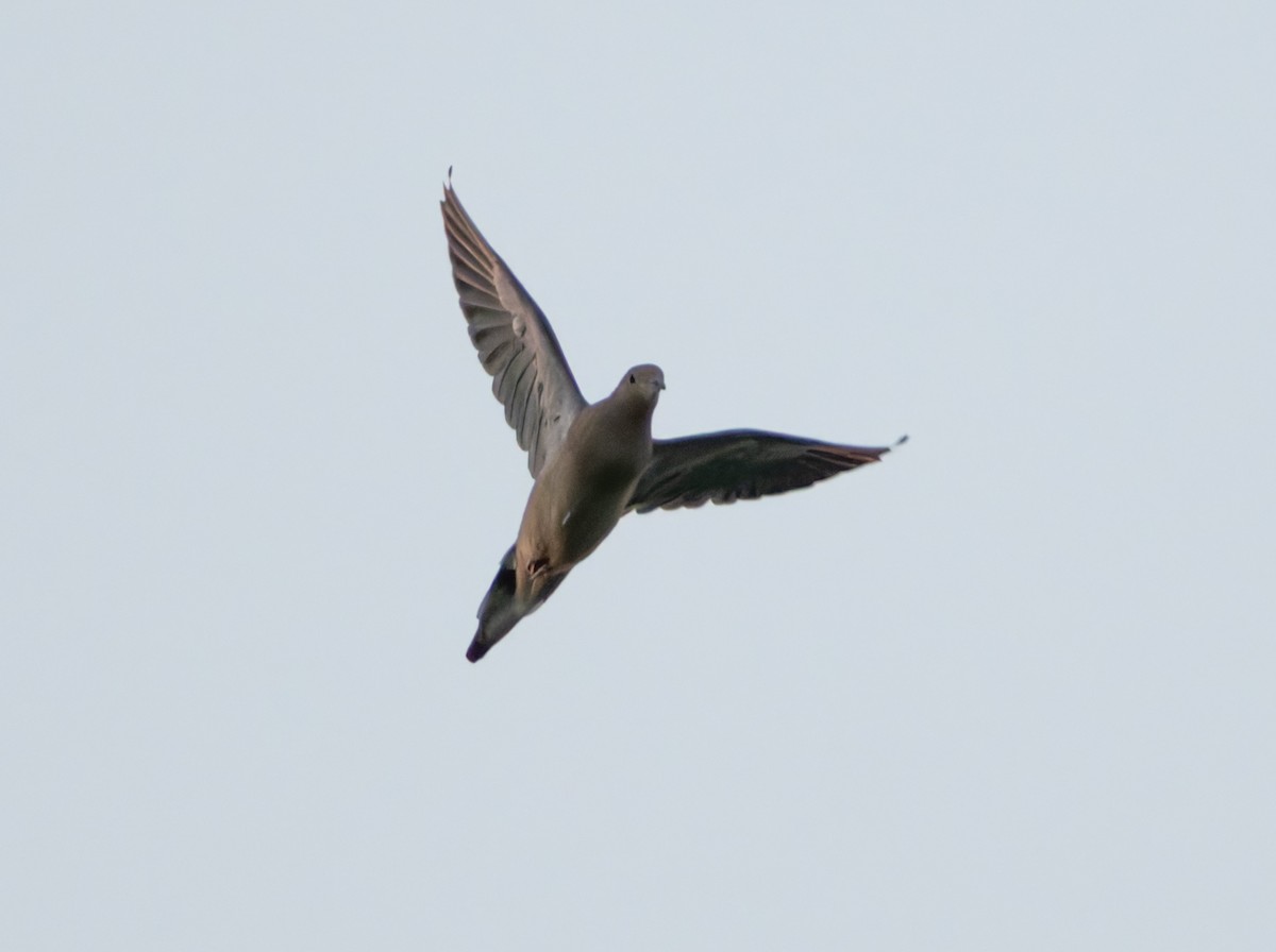 Mourning Dove - A Birder