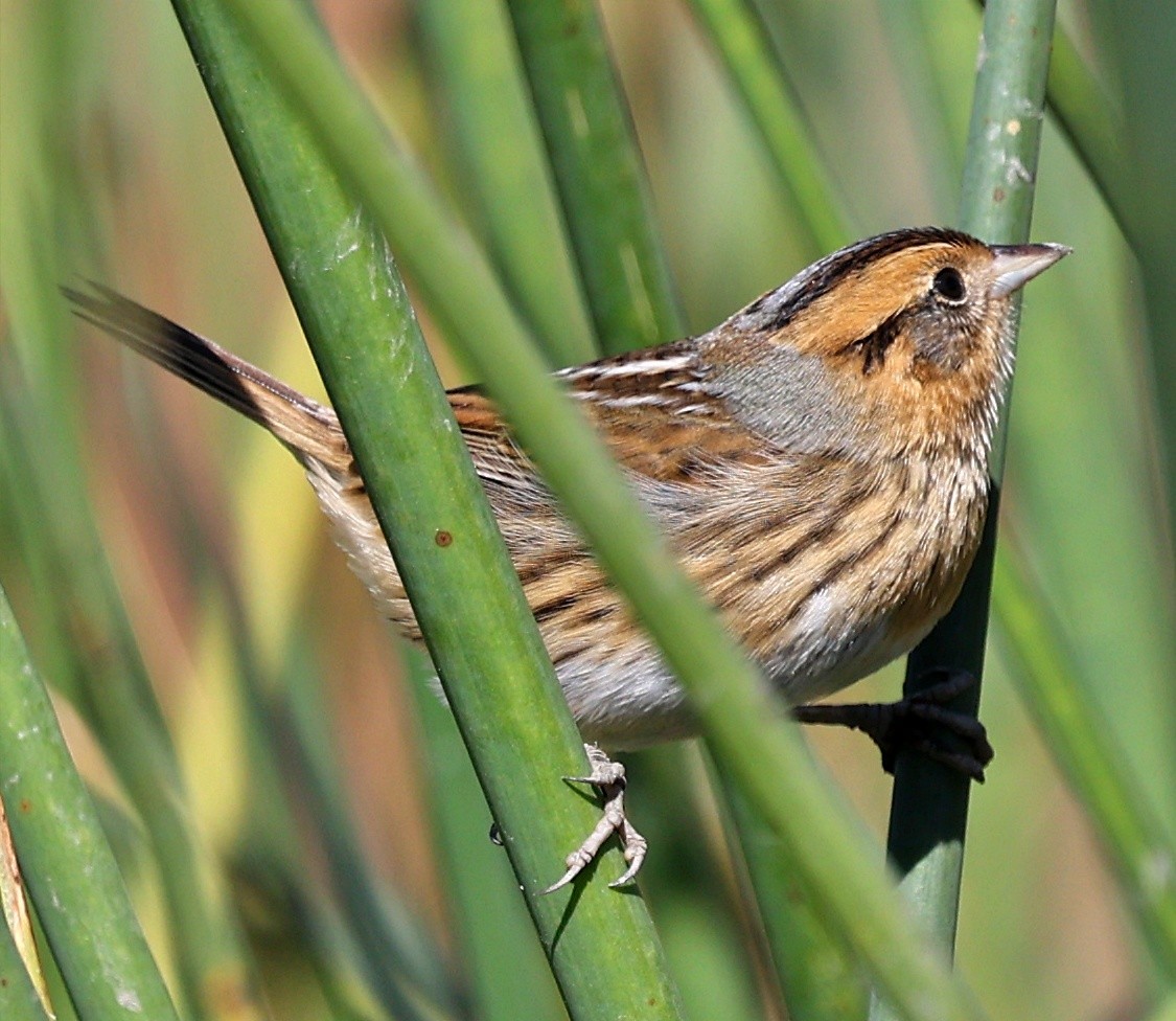 Nelson's Sparrow - ML624665136