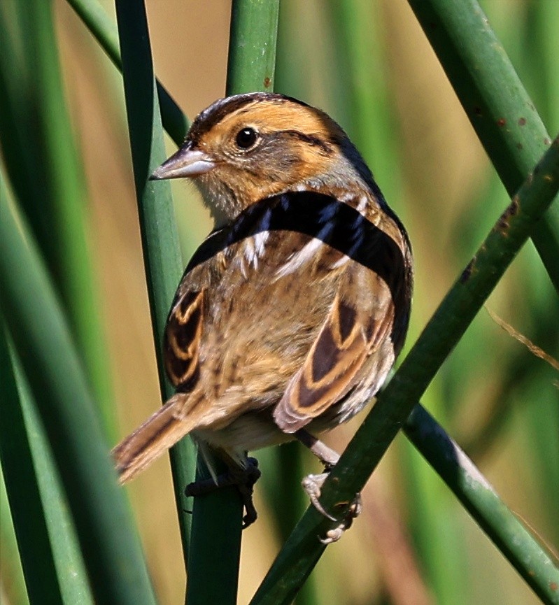 Nelson's Sparrow - ML624665137