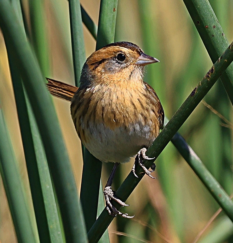 Nelson's Sparrow - ML624665138