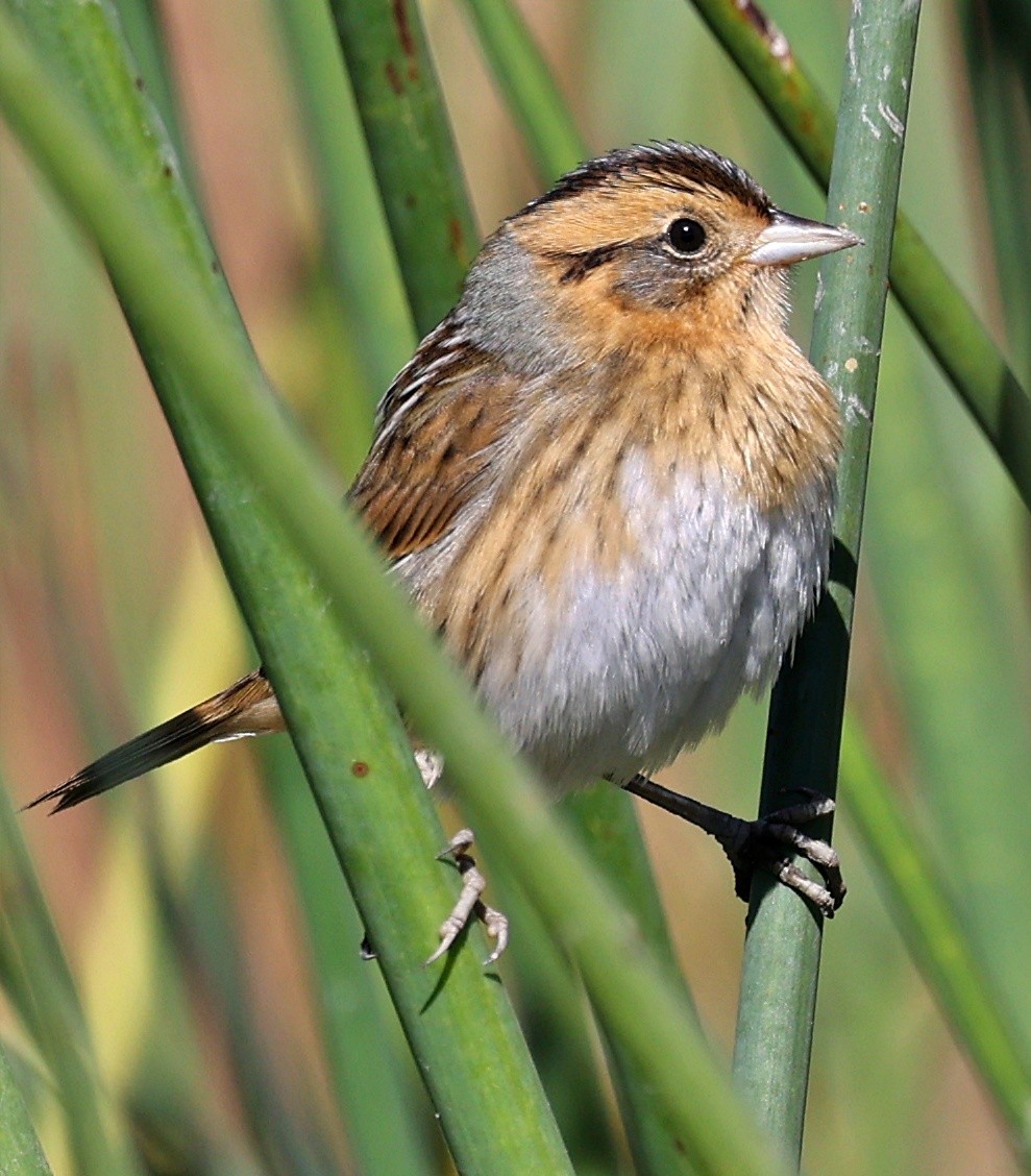 Nelson's Sparrow - ML624665139