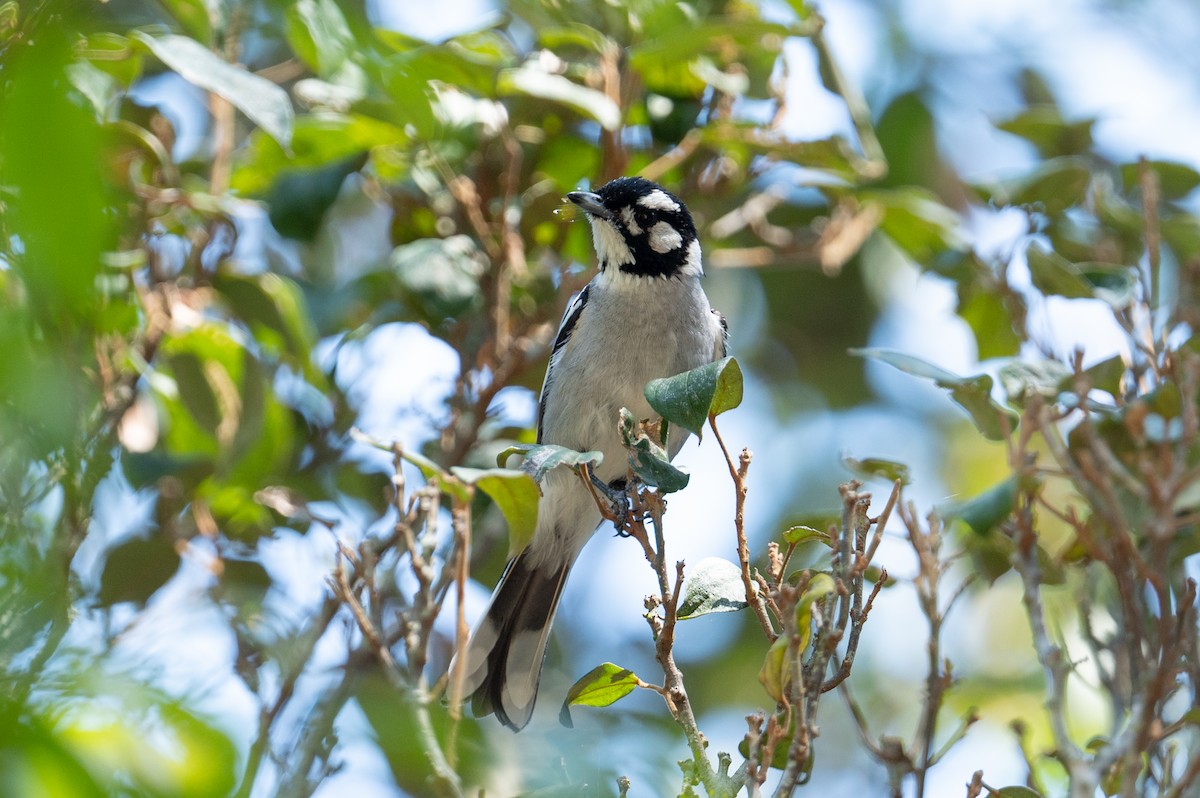 White-eared Monarch - John C. Mittermeier