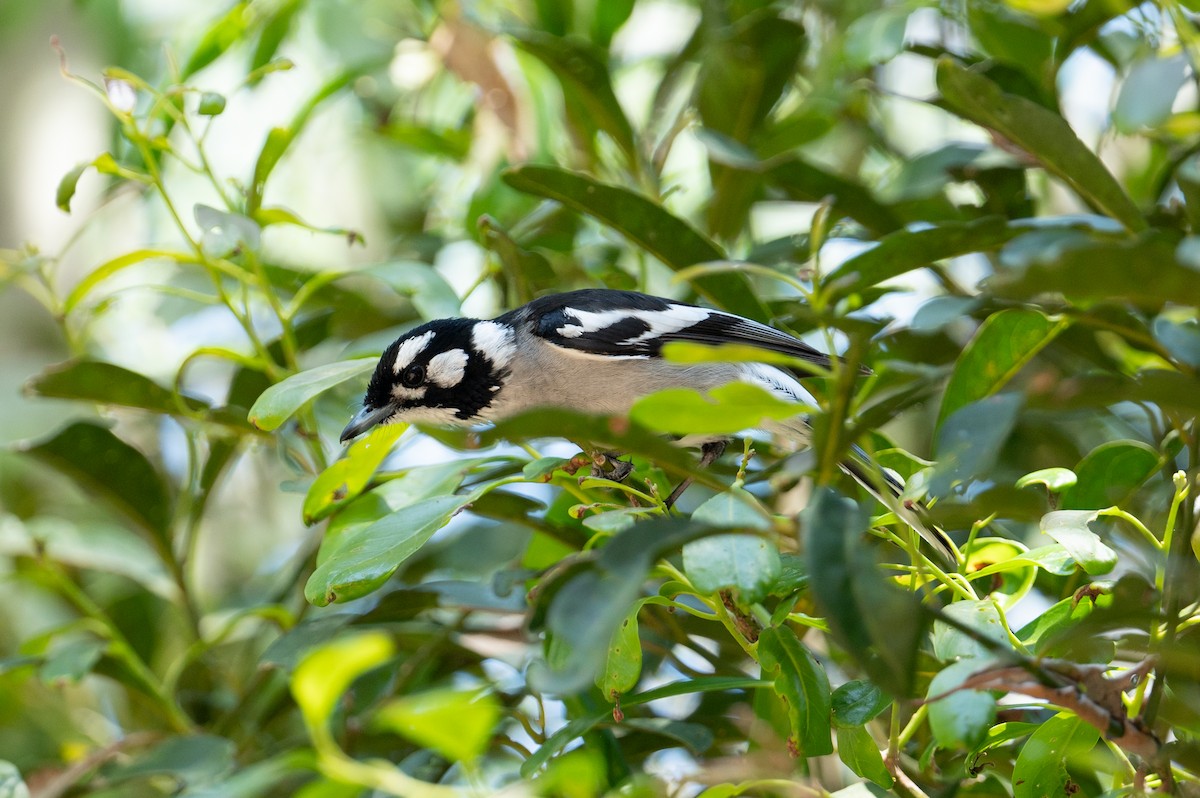 White-eared Monarch - ML624665169