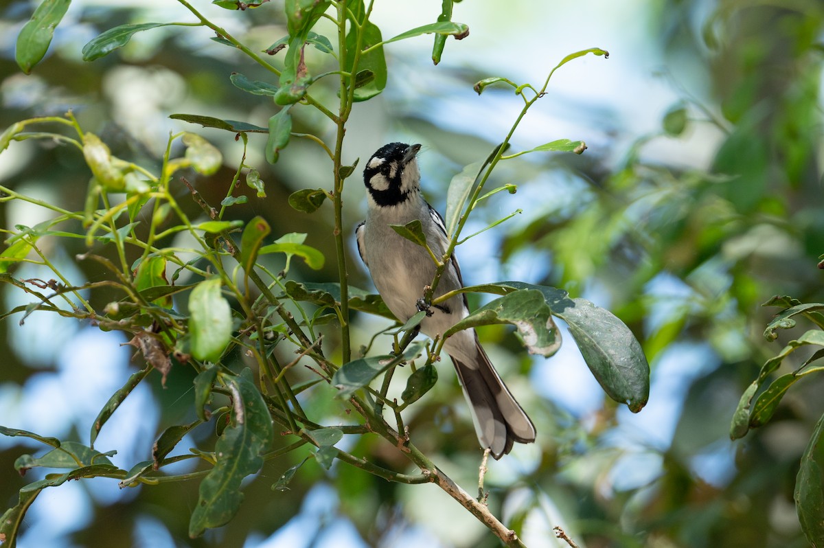 White-eared Monarch - ML624665170
