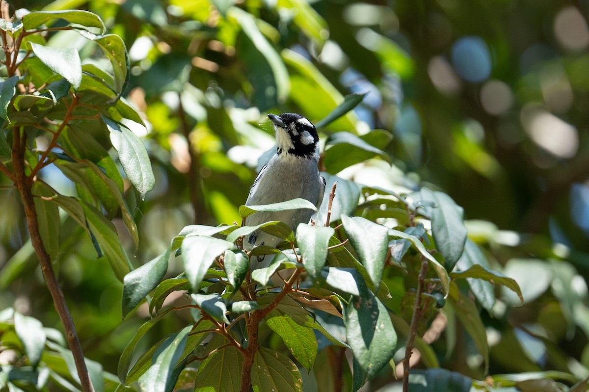 White-eared Monarch - ML624665171
