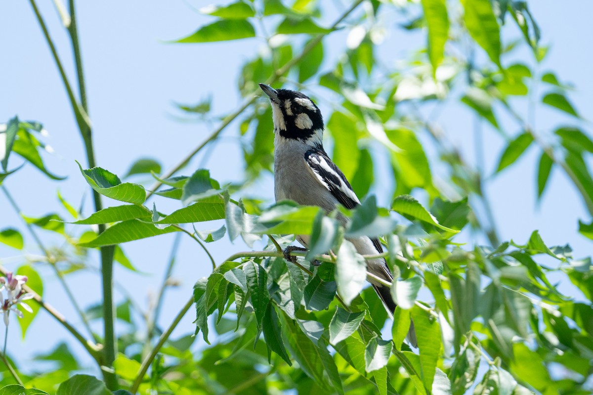 White-eared Monarch - ML624665185