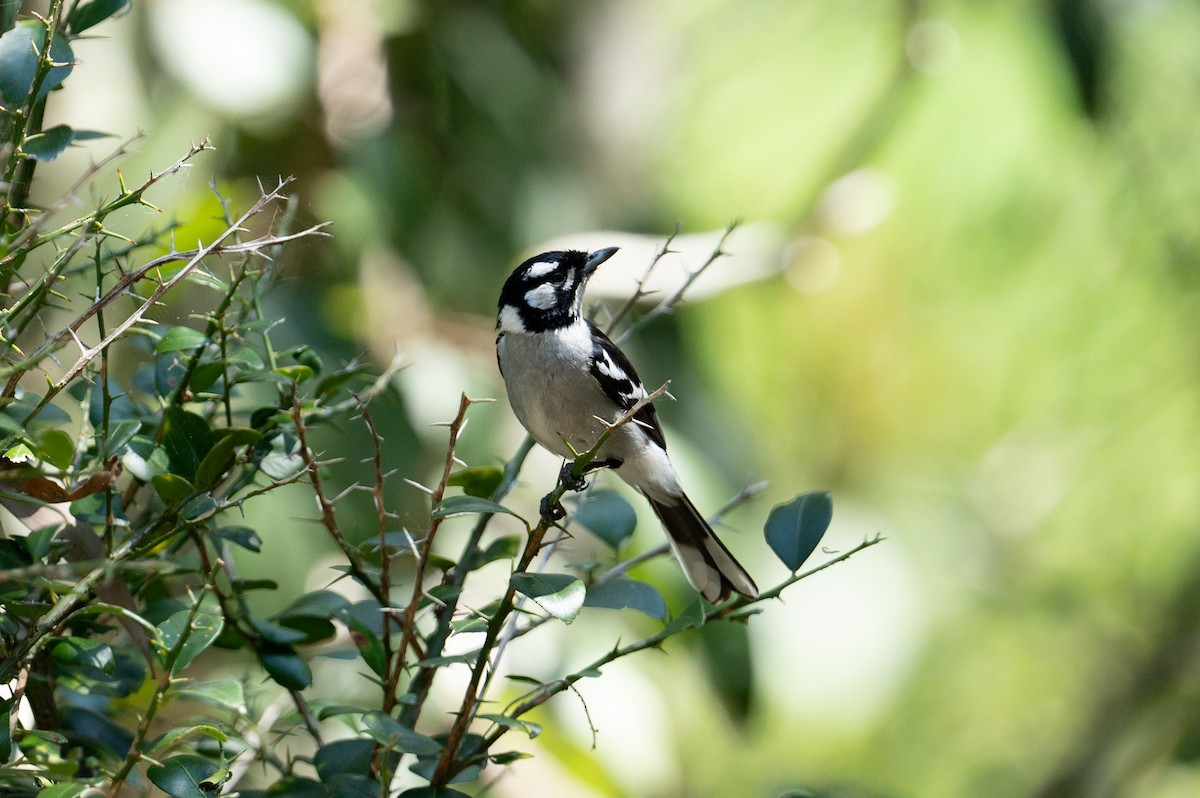 White-eared Monarch - ML624665186