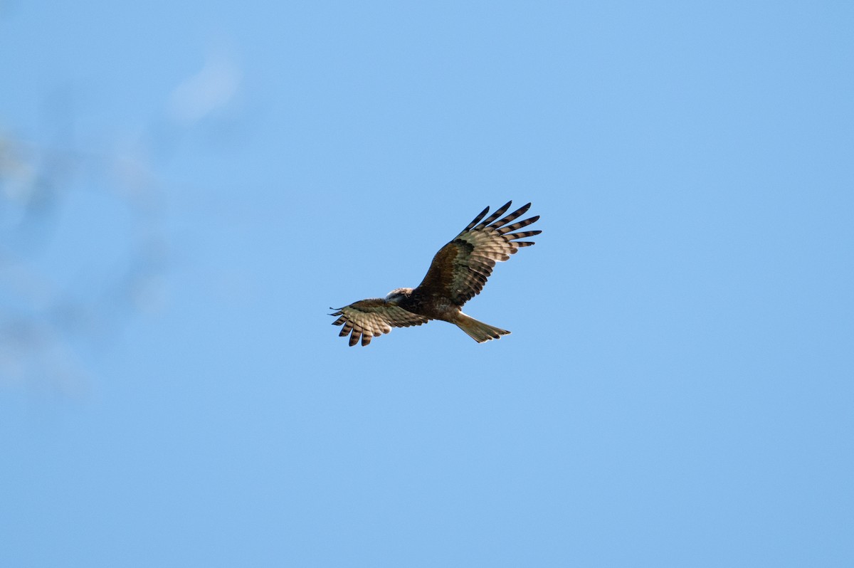 Square-tailed Kite - ML624665191