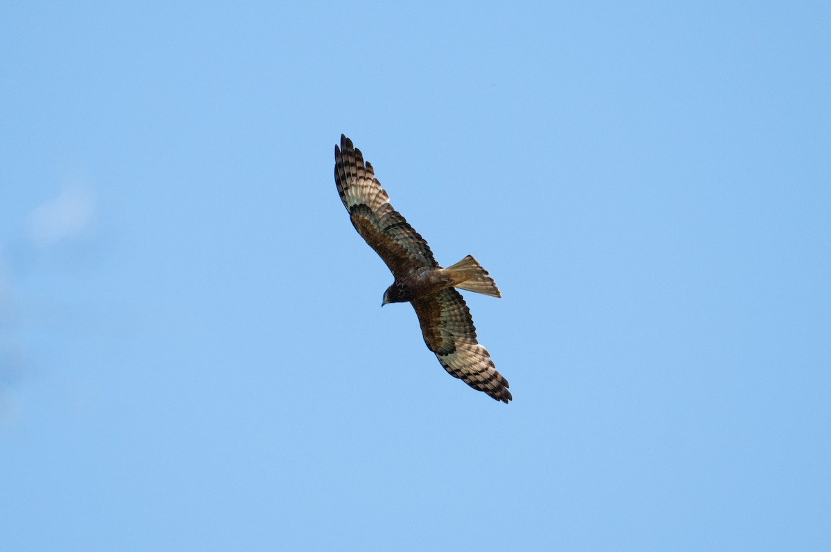 Square-tailed Kite - ML624665197