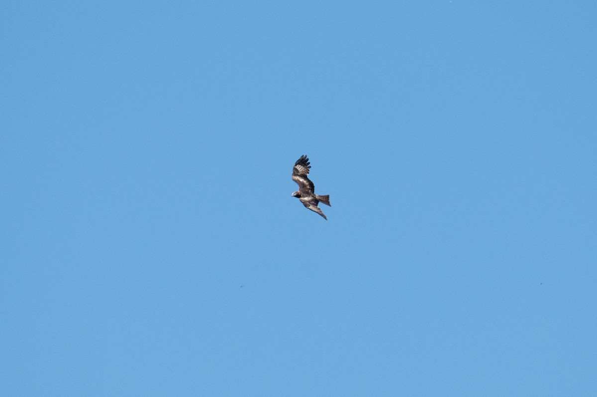 Square-tailed Kite - ML624665198