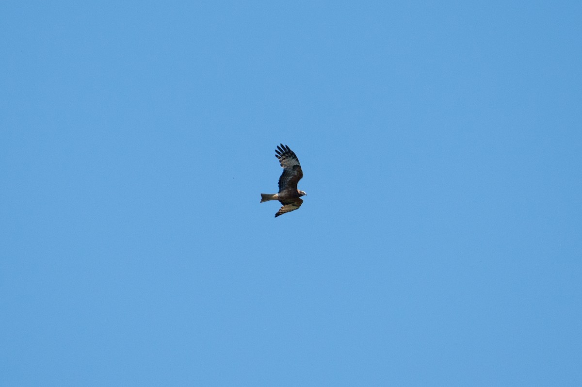 Square-tailed Kite - ML624665199