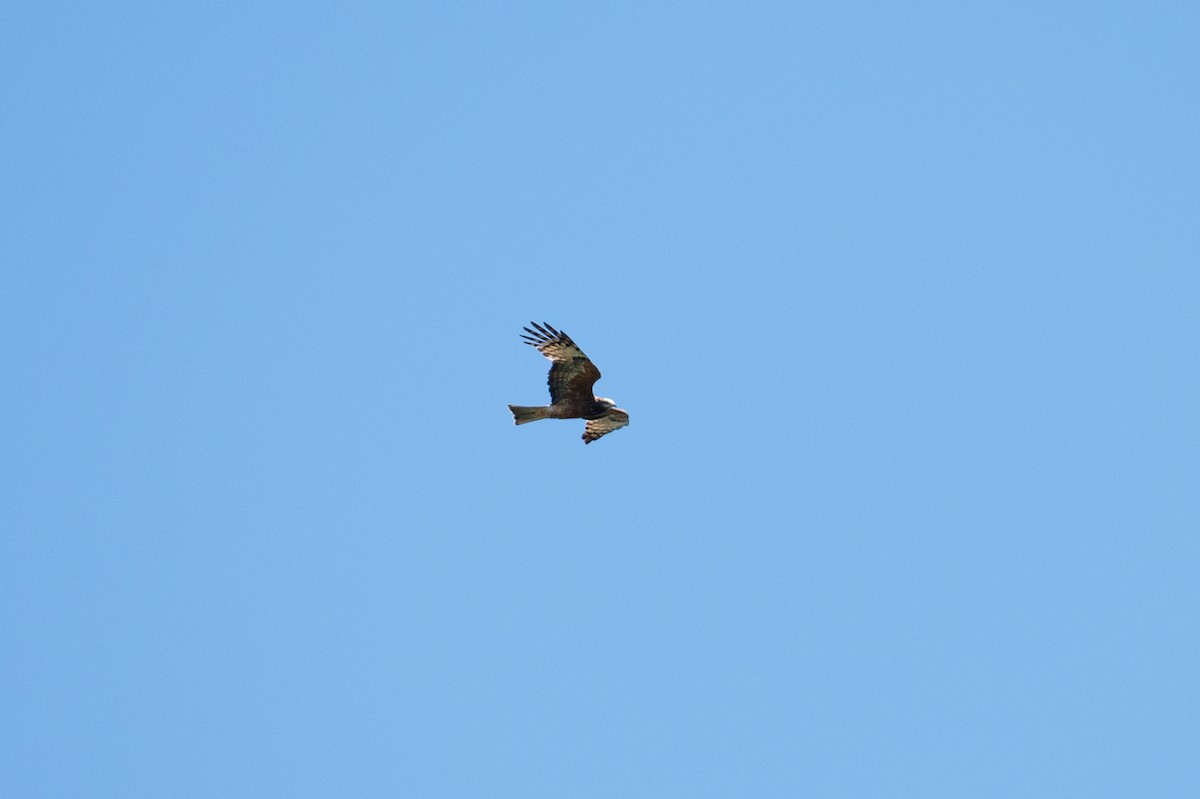 Square-tailed Kite - ML624665200
