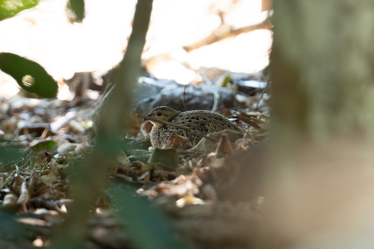 Brown Quail - John C. Mittermeier