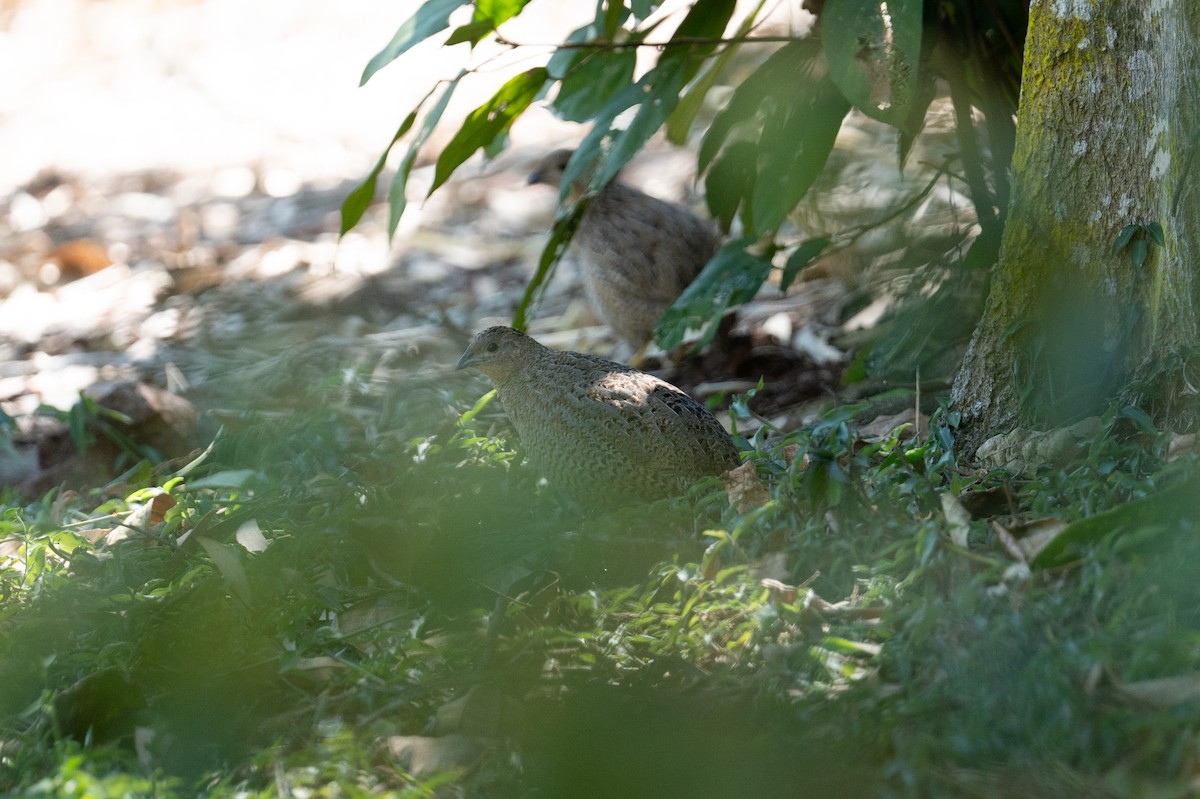 Brown Quail - ML624665205